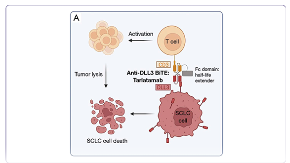 Latest Clinical Evidence in Extensive-Stage Small Cell Lung Cancer Treatment